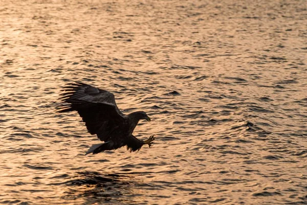 Águila de cola blanca en vuelo cazando peces del mar, Hokkaido, Japón, Haliaeetus albicilla, majestuoso águila marina con grandes garras con el objetivo de atrapar peces de la superficie del agua, escena de la vida silvestre, aventura de observación de aves — Foto de Stock