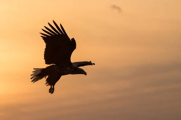 White-tailed eagle in flight, eagle flying against colorful sky with clouds in Hokkaido, Japan, silhouette of eagle at sunrise, majestic sea eagle, wildlife scene, wallpaper, bird isolated silhouette — Stock Photo, Image