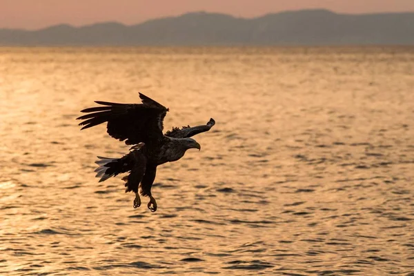 Águila de cola blanca en vuelo cazando peces del mar, Hokkaido, Japón, Haliaeetus albicilla, majestuoso águila marina con grandes garras con el objetivo de atrapar peces de la superficie del agua, escena de la vida silvestre, aventura de observación de aves — Foto de Stock