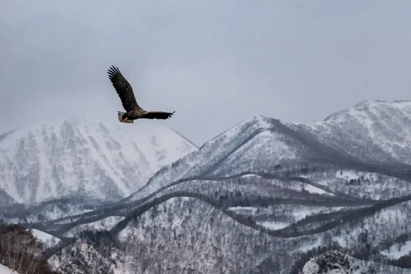 White-tailed eagle flying in front of winter mountains scenery in Hokkaido, Bird silhouette. Beautiful nature scenery in winter. Mountain covered by snow, glacier. Panoramatic view, Japan — Stock Photo, Image
