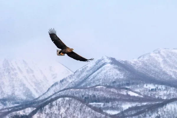 White-tailed eagle flying in front of winter mountains scenery in Hokkaido, Bird silhouette. Beautiful nature scenery in winter. Mountain covered by snow, glacier. Panoramatic view, Japan — Stock Photo, Image