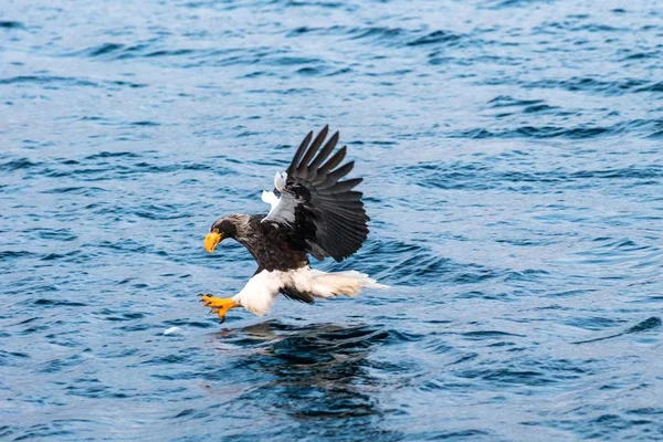 Águila marina de Steller en vuelo cazando peces desde el mar al amanecer, Hokkaido, Japón, majestuoso águila marina con grandes garras con el objetivo de atrapar peces de la superficie del agua, escena de la vida silvestre, aventura de observación de aves — Foto de Stock