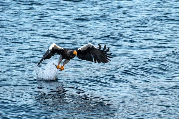 Aigle de mer de Steller en vol, aigle avec un poisson qui vient d'être arraché de l'eau à Hokkaido, Japon, aigle avec un poisson vole au-dessus d'une mer, aigle de mer majestueux, observation d'oiseaux exotiques en Asie — Photo