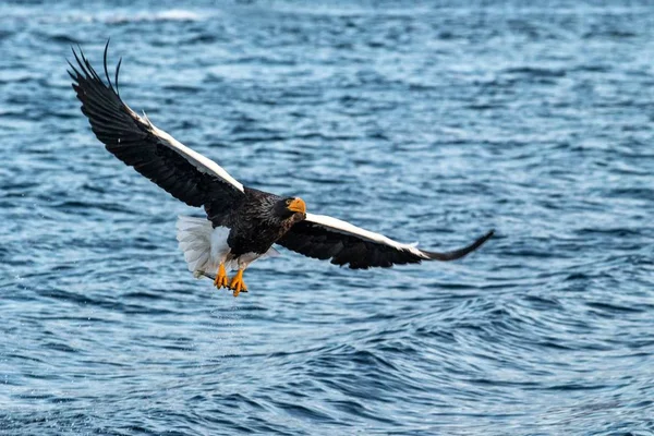 Orła morskiego Steller w locie, orzeł z ryb, która została po prostu oskubane z wody w Hokkaido, Japonia, orzeł z ryb leci nad morzem, majestatyczny Orzeł morski, egzotyczne Birding w Azji — Zdjęcie stockowe