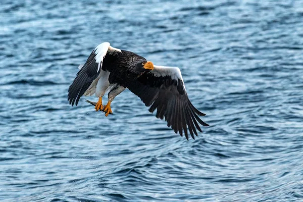 Steller\'s sea eagle  in flight, eagle with a fish which has been just plucked from the water in Hokkaido, Japan, eagle with a fish flies over a sea, majestic sea eagle, exotic birding in Asia