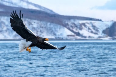 Uçuş Steller deniz kartalı, sadece Hokkaido, Japonya, bir balık ile kartal sudan koparılmış bir balık ile kartal bir deniz, görkemli deniz kartalı, Asya'da egzotik kuş
