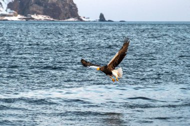 Steller'ın deniz kartal uçuş avcılık balık gündoğumu, Hokkaido, Japonya, su yüzey, yaban hayatı sahnesinden balık yakalamak için amaçlayan büyük pençeleri olan görkemli deniz kartal denizde gelen macera kuş