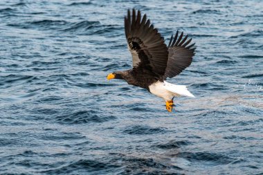 Gün doğumunda denizden balık avlayan steller'ın deniz kartalı,Hokkaido, Japonya, su yüzeyinden balık yakalamayı amaçlayan büyük pençeleri olan görkemli deniz kartalı, vahşi yaşam sahnesi, kuş macerası, duvar kağıdı