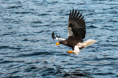 Gün doğumunda denizden balık avlayan steller'ın deniz kartalı,Hokkaido, Japonya, su yüzeyinden balık yakalamayı amaçlayan büyük pençeleri olan görkemli deniz kartalı, vahşi yaşam sahnesi, kuş macerası, duvar kağıdı