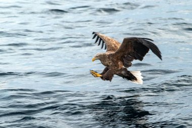 White-tailed eagle in flight, eagle trying to catch fish from the water in Hokkaido, Japan, eagle with a fish flies over a sea, majestic sea eagle, exotic birding in Asia,wallpaper