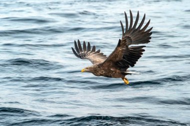 White-tailed eagle in flight, eagle with a fish which has been just plucked from the water in Hokkaido, Japan, eagle with a fish flies over a sea, majestic sea eagle, exotic birding in Asia,wallpaper