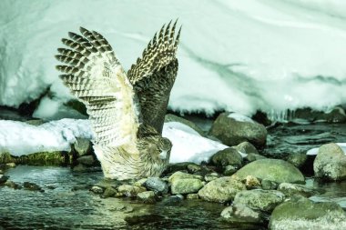 Blakiston balık baykuşu, soğuk su deresinde balık avlanması, Hokkaido'nun eşsiz doğal güzelliği, Japonya, Asya'da kuş macerası, kış sahnesinde büyük balıkçı kuşu, yaban hayatı, nesli tükenmekte olan türler