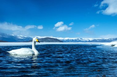 Winte Kussharo Gölü 'nde yüzen Whooper Swan veya Cygnus cygnus.