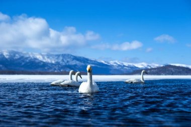 Whooper Swan ya da Cygnus cygnus kışın Akan Ulusal Parkı 'nda Kussharo Gölü' nde yüzer, Hokkaido, Japonya, karla kaplı dağlar, Asya 'da kuş macerası, zarif kraliyet kuşları