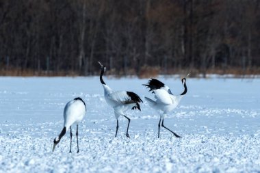 Dans kırmızı taçlı vinçler (grus japonensis) karlı çayır açık kanatları ile, dans ritüel, kış, Hokkaido, Japonya, japon vinç, güzel beyaz ve siyah kuşlar, zarif, yaban hayatı