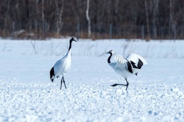 Dans kırmızı taçlı vinçler (grus japonensis) karlı çayır açık kanatları ile, dans ritüel, kış, Hokkaido, Japonya, japon vinç, güzel beyaz ve siyah kuşlar, zarif, yaban hayatı