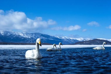 Whooper Swan ya da Cygnus cygnus kışın Akan Ulusal Parkı 'nda Kussharo Gölü' nde yüzer, Hokkaido, Japonya, karla kaplı dağlar, Asya 'da kuş macerası, zarif kraliyet kuşları