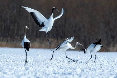 Dans kırmızı taçlı vinçler (grus japonensis) karlı çayır açık kanatları ile, dans ritüel, kış, Hokkaido, Japonya, japon vinç, güzel beyaz ve siyah kuşlar, zarif, yaban hayatı