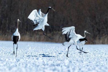 Dans kırmızı taçlı vinçler (grus japonensis) karlı çayır açık kanatları ile, dans ritüel, kış, Hokkaido, Japonya, japon vinç, güzel beyaz ve siyah kuşlar, zarif, yaban hayatı