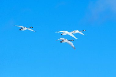Whooper swans (Cygnus cygnus) in flight with outstretched wings against blue sky, winter, Hokkaido, Japan, beautiful royal white birds flying, elegant animal, exotic birding in Asia