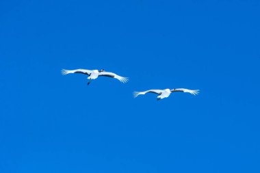 Kırmızı taçlı vinçler (grus japonensis) mavi gökyüzü, kış, Hokkaido, Japonya, Japon vinç, güzel mistik ulusal beyaz ve siyah kuşlar, zarif hayvan karşı uzanmış kanatları ile uçuş