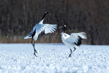 Dans kırmızı taçlı vinçler (grus japonensis) karlı çayır açık kanatları ile, dans ritüel, kış, Hokkaido, Japonya, japon vinç, güzel beyaz ve siyah kuşlar, zarif, yaban hayatı