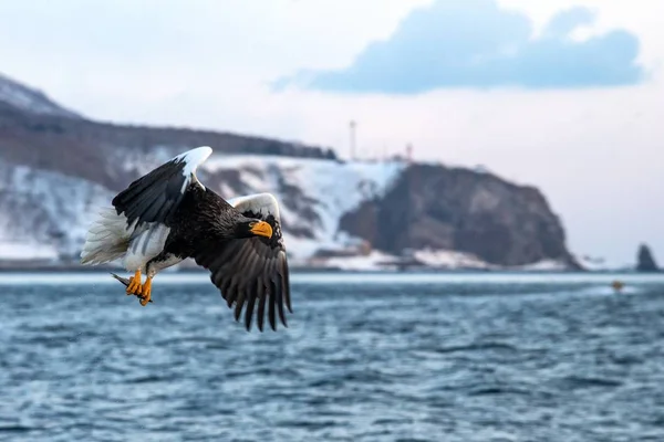 Steller's sea eagle  in flight, eagle with a fish which has been just plucked from the water in Hokkaido, Japan, eagle with a fish flies over a sea, majestic sea eagle, exotic birding in Asia — Stock Photo, Image
