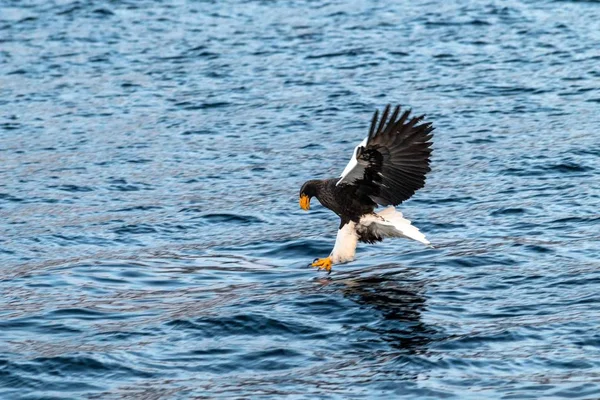 Águila marina de Steller en vuelo cazando peces desde el mar al amanecer, Hokkaido, Japón, majestuoso águila marina con grandes garras con el objetivo de atrapar peces de la superficie del agua, escena de la vida silvestre, aventura de observación de aves — Foto de Stock