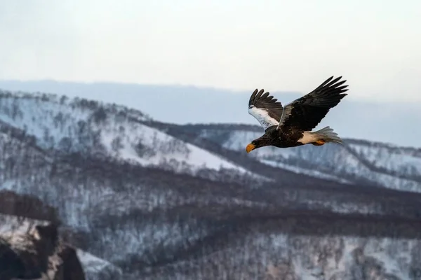 Steller's sea eagle flying in front of winter mountains scenery in Hokkaido, Bird silhouette. Beautiful nature scenery in winter. Mountain covered by snow, glacier, birding in Asia, wallpaper,Japan — Stock Photo, Image