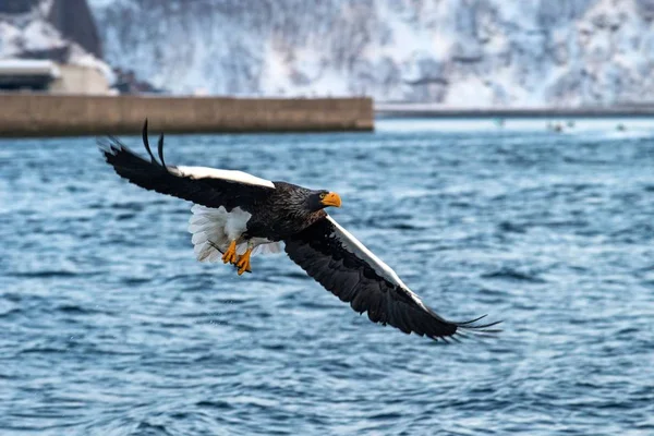 Aigle de mer de Steller en vol, aigle avec un poisson qui vient d'être arraché de l'eau à Hokkaido, Japon, aigle avec un poisson vole au-dessus d'une mer, aigle de mer majestueux, observation d'oiseaux exotiques en Asie — Photo