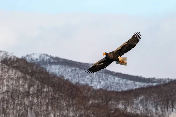 White-tailed eagle flying in front of winter mountains scenery in Hokkaido, Bird silhouette. Beautiful nature scenery in winter. Mountain covered by snow, glacier, birding in Asia, wallpaper,Japan — Stock Photo, Image