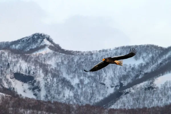 Steller's sea eagle flying in front of winter mountains scenery in Hokkaido, Bird silhouette. Beautiful nature scenery in winter. Mountain covered by snow, glacier, birding in Asia, wallpaper,Japan