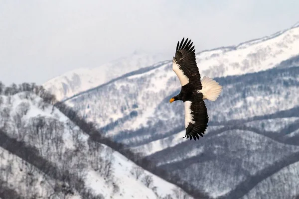 Steller's sea eagle flying in front of winter mountains scenery in Hokkaido, Bird silhouette. Beautiful nature scenery in winter. Mountain covered by snow, glacier, birding in Asia, wallpaper,Japan — Stock Photo, Image
