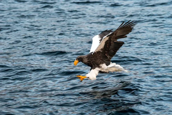 Aigle de mer de Steller en vol chassant les poissons de la mer au lever du soleil, Hokkaido, Japon, majestueux aigle de mer avec de grandes griffes visant à attraper les poissons de la surface de l'eau, scène de la faune, aventure d'observation des oiseaux, papier peint — Photo