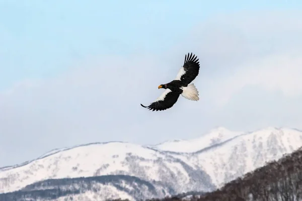 Steller's sea eagle flying in front of winter mountains scenery in Hokkaido, Bird silhouette. Beautiful nature scenery in winter. Mountain covered by snow, glacier, birding in Asia, wallpaper,Japan — Stock Photo, Image