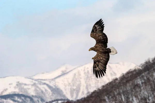Seeadler fliegen vor winterlicher Bergkulisse in Hokkaido, Vogelsilhouette. schöne Naturkulisse im Winter. schneebedeckte Berge, Gletscher, Vogelbeobachtung in Asien, Tapete, Japan — Stockfoto