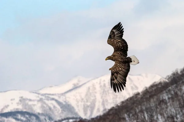 White-tailed eagle flying in front of winter mountains scenery in Hokkaido, Bird silhouette. Beautiful nature scenery in winter. Mountain covered by snow, glacier, birding in Asia, wallpaper,Japan — Stock Photo, Image