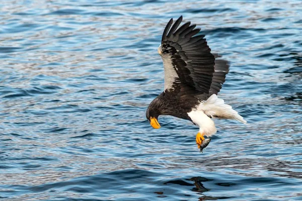 Águila de mar de Steller en vuelo, águila con un pez que acaba de ser arrancado del agua en Hokkaido, Japón, águila con un pez vuela sobre un mar, majestuoso águila de mar, observación de aves exóticas en Asia, papel pintado — Foto de Stock