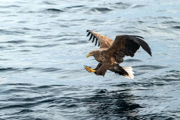 White-tailed eagle in flight, eagle trying to catch fish from the water in Hokkaido, Japan, eagle with a fish flies over a sea, majestic sea eagle, exotic birding in Asia,wallpaper — Stok fotoğraf