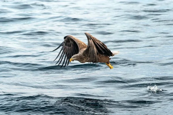 Águila de cola blanca en vuelo, águila con un pez que acaba de ser arrancado del agua en Hokkaido, Japón, águila con un pez vuela sobre un mar, majestuoso águila marina, observación de aves exóticas en Asia, papel pintado — Foto de Stock