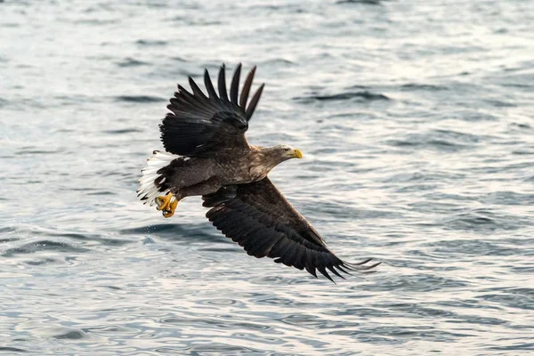 White-tailed eagle in flight, eagle with a fish which has been just plucked from the water in Hokkaido, Japan, eagle with a fish flies over a sea, majestic sea eagle, exotic birding in Asia,wallpaper — Stok fotoğraf