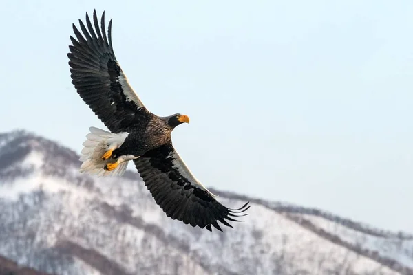 White-tailed eagle flying in front of winter mountains scenery in Hokkaido, Bird silhouette. Beautiful nature scenery in winter. Mountain covered by snow, glacier, birding in Asia, wallpaper,Japan — Stock Photo, Image