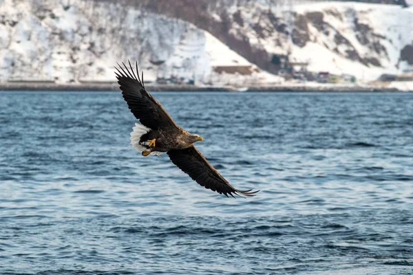 White-tailed eagle in flight, eagle with a fish which has been just plucked from the water in Hokkaido, Japan, eagle with a fish flies over a sea, majestic sea eagle, exotic birding in Asia,wallpaper — Stock Photo, Image