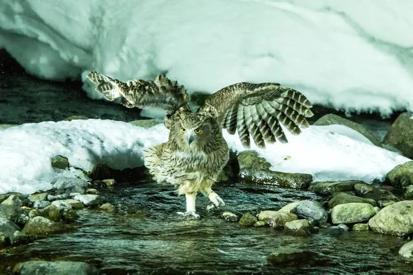 Blakiston\'s fish owl, bird hunting in fish in cold water creek,  unique natural beauty of Hokkaido, Japan, birding adventure in Asia, big fishing bird in winter scene, wildlife, endangered species