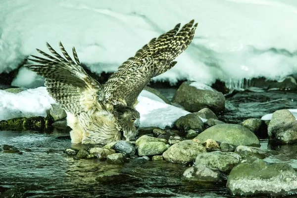 Blakiston\'s fish owl, bird hunting in fish in cold water creek,  unique natural beauty of Hokkaido, Japan, birding adventure in Asia, big fishing bird in winter scene, wildlife, endangered species