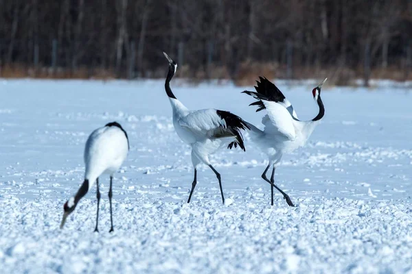 Dançando Guindastes Coroados Vermelhos Grus Japonensis Com Asas Abertas Prado — Fotografia de Stock