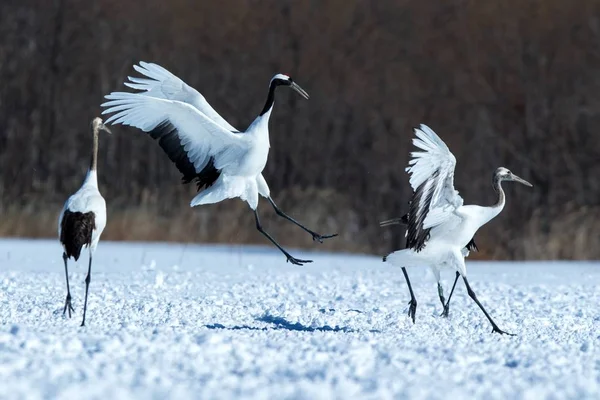 Dancing Red Crowned Cranes Grus Japonensis Open Wings Snowy Meadow — Stock Photo, Image