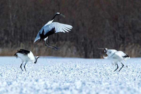 Dançando Guindastes Coroados Vermelhos Grus Japonensis Com Asas Abertas Prado — Fotografia de Stock