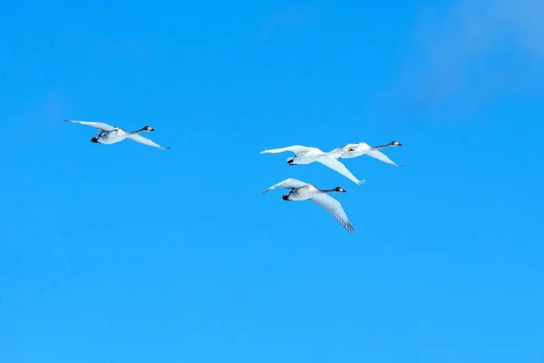 Cisnes Whooper (Cygnus cygnus) em voo com asas estendidas contra o céu azul, inverno, Hokkaido, Japão, belas aves brancas reais voando, animal elegante, aves exóticas na Ásia — Fotografia de Stock