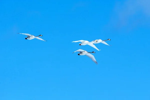 Singschwäne (Cygnus cygnus) im Flug mit ausgestreckten Flügeln gegen blauen Himmel, Winter, Hokkaido, Japan, schöne königlich weiße Vögel fliegen, elegantes Tier, exotische Vogelbeobachtung in Asien — Stockfoto